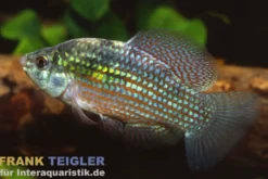 Florida-Flaggenkärpfling, Jordanella floridae (Kaltwasser & Warmwasser)