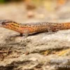 Florida-Riff-Gecko, Sphaerodactylus notatus
