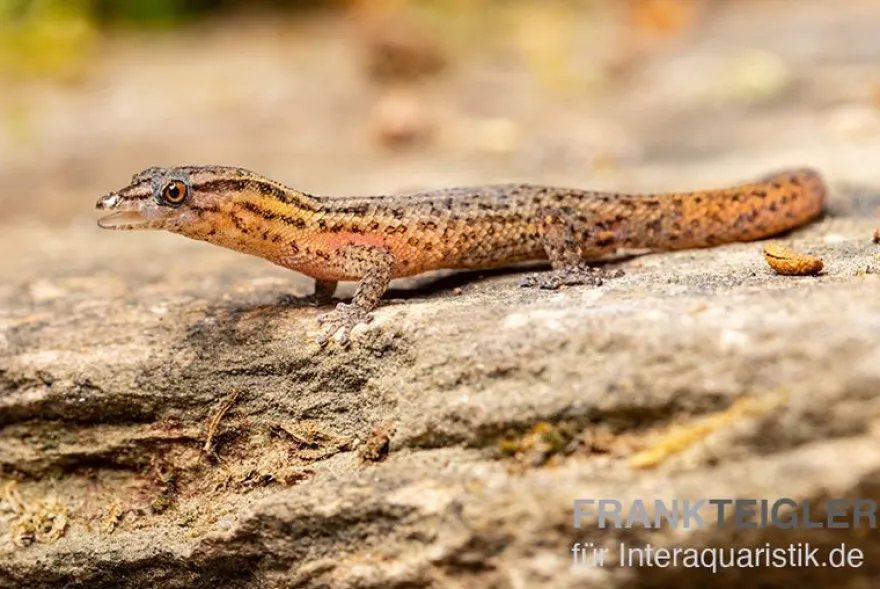 Florida-Riff-Gecko, Sphaerodactylus notatus