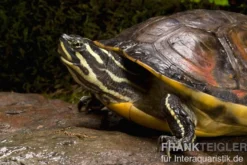 Florida-Rotbauch-Schmuckschildkröte, Pseudemys nelsoni FZ