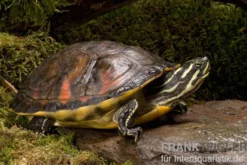 Florida-Rotbauch-Schmuckschildkröte, Pseudemys nelsoni FZ