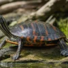 Florida-Rotbauch-Schmuckschildkröte, Pseudemys nelsoni