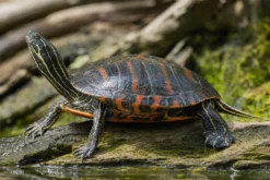 Florida-Rotbauch-Schmuckschildkröte, Pseudemys nelsoni