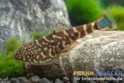 Flossensauger "Blue Tail", Gastromyzon spec. blue tail
