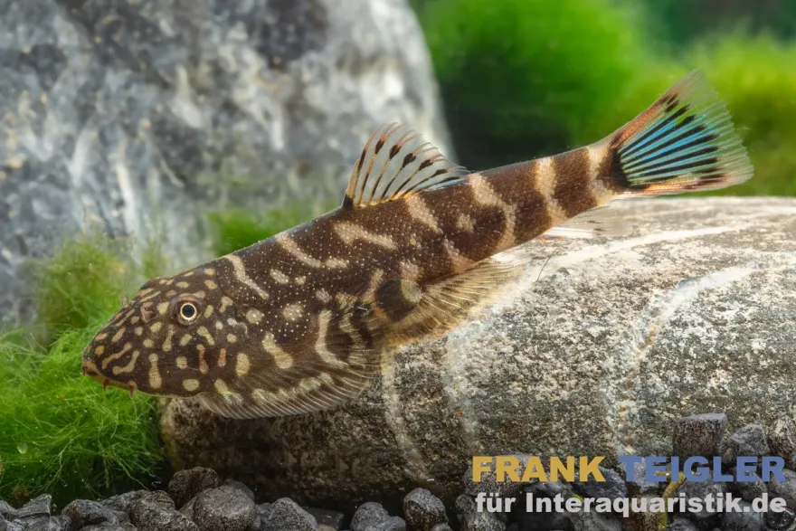 Flossensauger "Blue Tail", Gastromyzon spec. blue tail