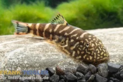 Flossensauger "Blue Tail", Gastromyzon spec. blue tail