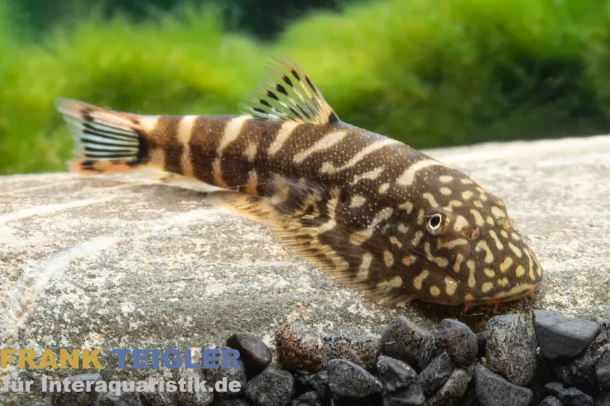 Flossensauger "Blue Tail", Gastromyzon spec. blue tail