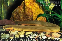 Flösselaal, Erpetoichthys calabaricus, 18-20 cm