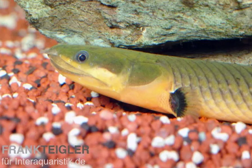 Flösselaal, Erpetoichthys calabaricus, 18-20 cm