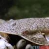 Flunder-Harnischwels, Pseudohemiodon laticeps