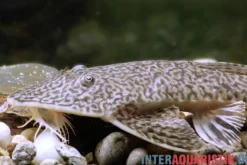 Flunder-Harnischwels, Pseudohemiodon laticeps
