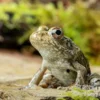 Flussfrosch, Rana heckscheri