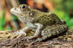 Flussfrosch, Rana heckscheri