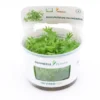 Fluss-Hahnenfuß, Ranunculus inundatus, In Vitro