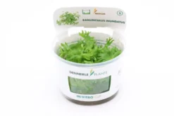 Fluss-Hahnenfuß, Ranunculus inundatus, In Vitro