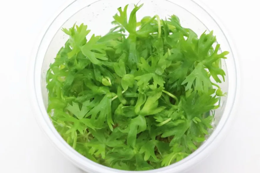 Fluss-Hahnenfuß, Ranunculus inundatus, In Vitro