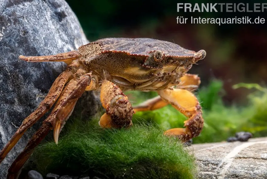Fluss-Schwimmkrabbe, Varuna litterata, Paar (1 Männchen + 1 Weibchen)