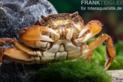 Fluss-Schwimmkrabbe, Varuna litterata, Paar (1 Männchen + 1 Weibchen)