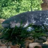 Flusswels, Silurus glanis, Waller, 20-25 cm (Kaltwasser)