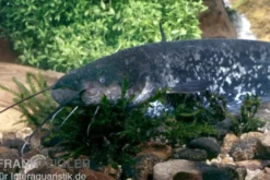 Flusswels, Silurus glanis, Waller, 20-25 cm (Kaltwasser)