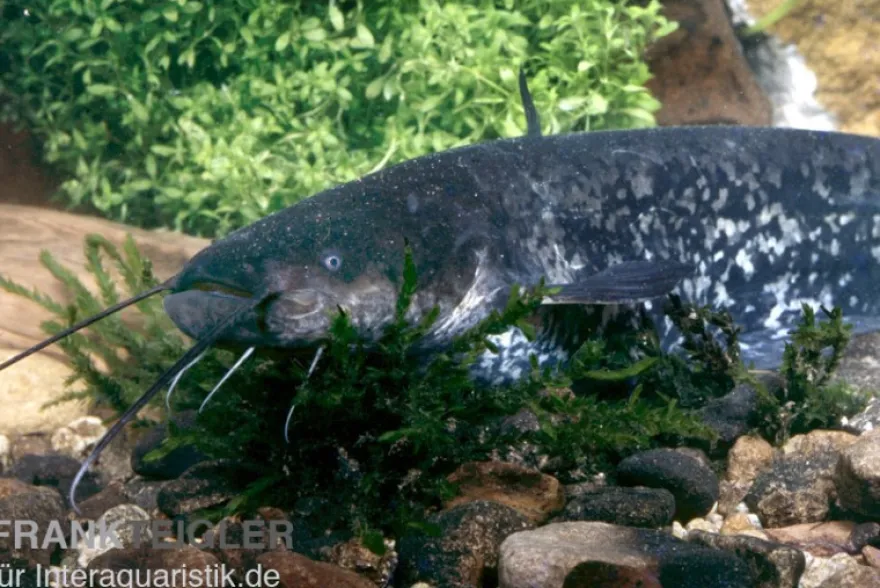 Flusswels, Silurus glanis, Waller, 20-25 cm (Kaltwasser)