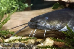 Flusswels, Silurus glanis, Waller, 20-25 cm (Kaltwasser)