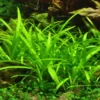 Flutendes Pfeilkraut, Sagittaria subulata, im Topf