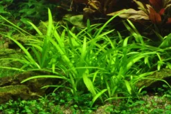 Flutendes Pfeilkraut, Sagittaria subulata, im Topf
