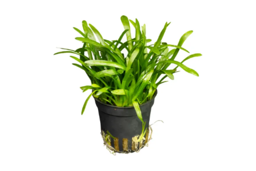 Flutendes Pfeilkraut, Sagittaria subulata, im Topf
