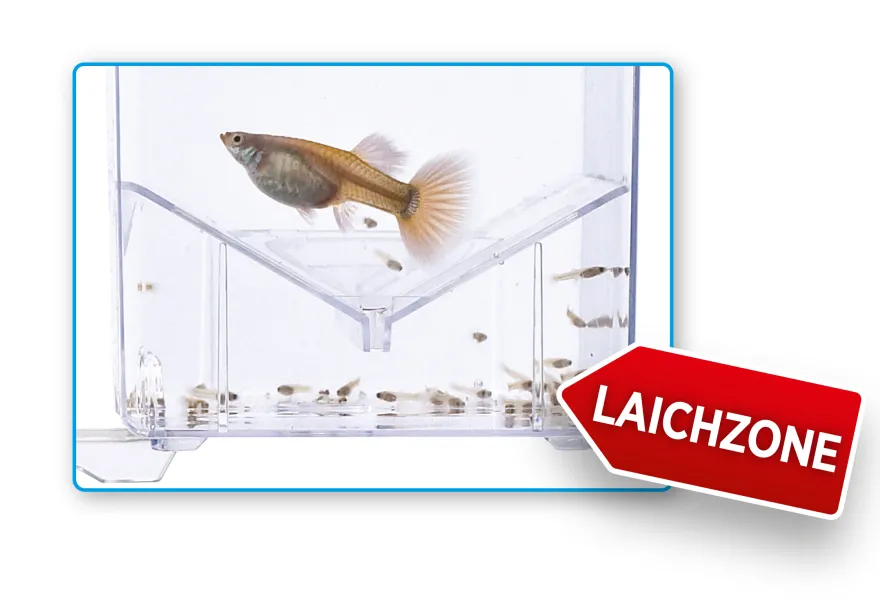 Fluval Hang on Aufzuchtbecken M (1,2 l)