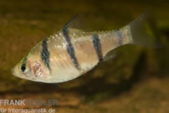 Fünfgürtelbarbe, Barbus pentazona, DNZ