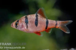 Fünfgürtelbarbe, Barbus pentazona, DNZ