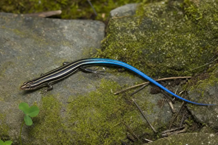 Fünfstreifenskink, Plestiodon fasciatus