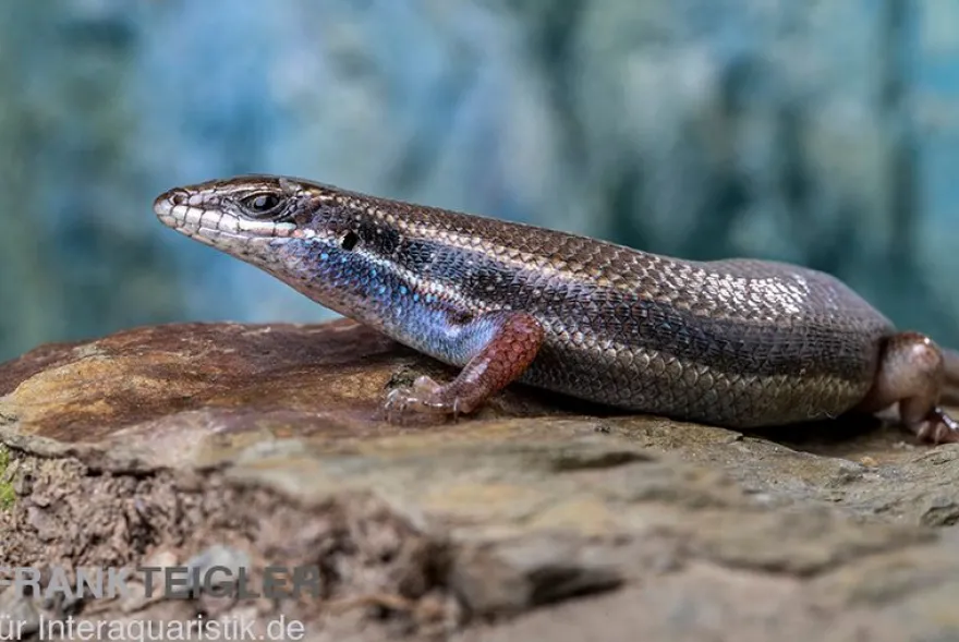 Fünfstreifenskink, Trachylepis quinquetaeniata, gemischt