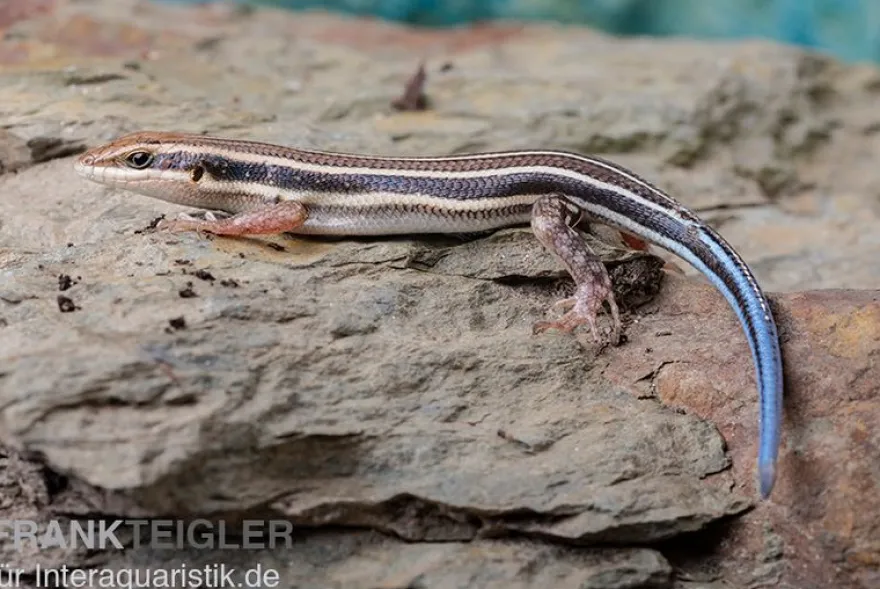 Fünfstreifenskink, Trachylepis quinquetaeniata, gemischt