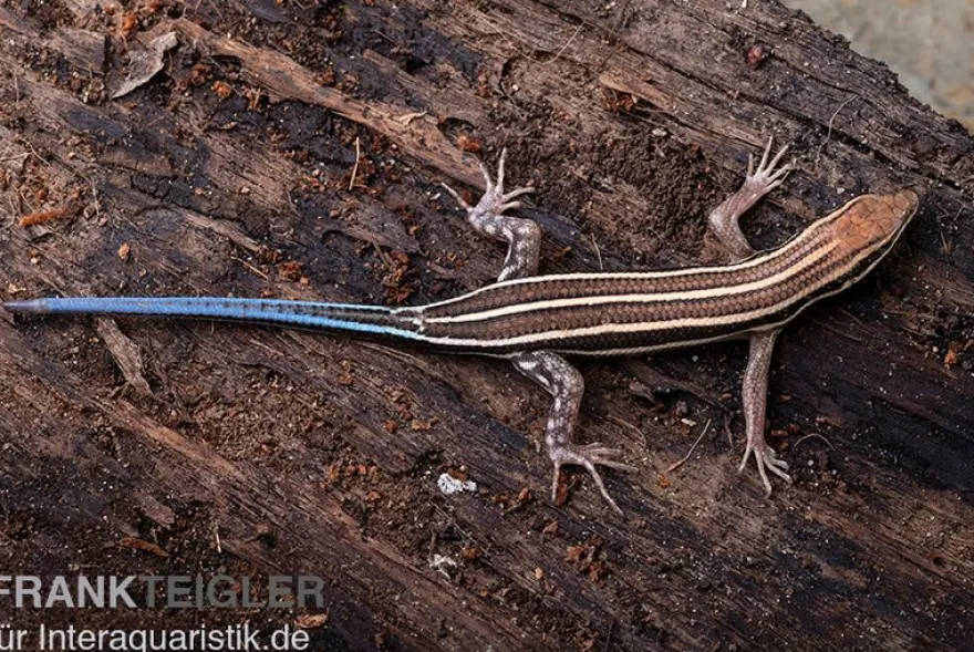 Fünfstreifenskink, Trachylepis quinquetaeniata, gemischt