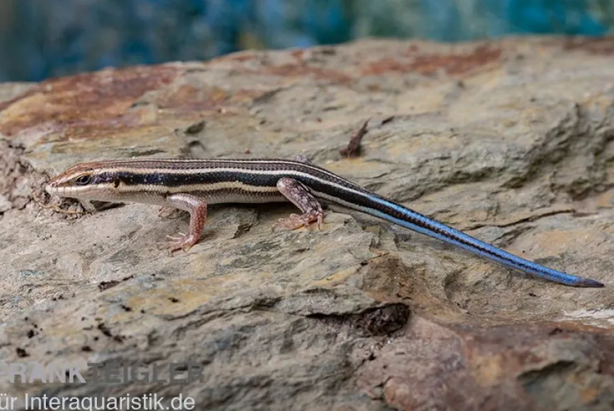 Fünfstreifenskink, Trachylepis quinquetaeniata, gemischt