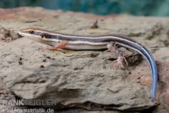 Fünfstreifenskink, Trachylepis quinquetaeniata, gemischt