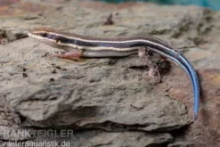 Fünfstreifenskink, Trachylepis quinquetaeniata, gemischt