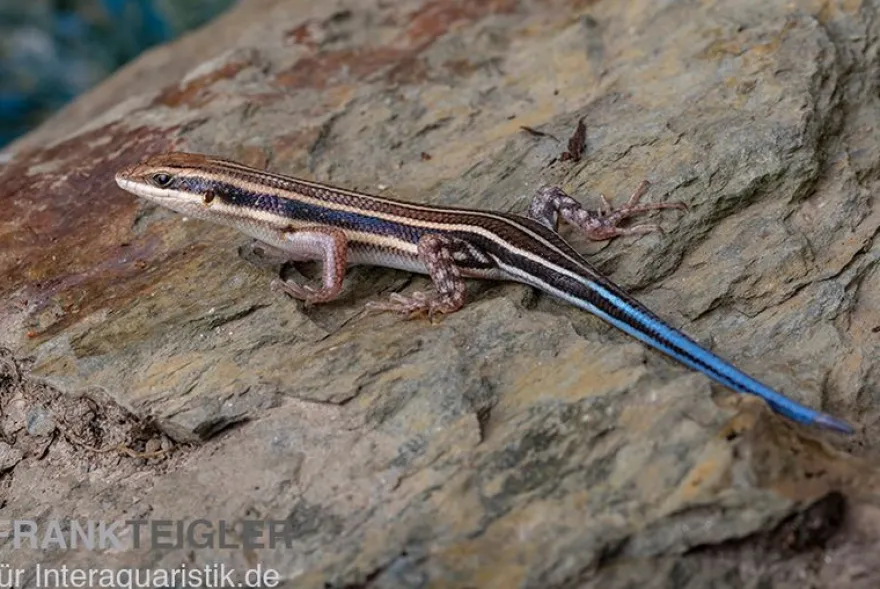 Fünfstreifenskink, Trachylepis quinquetaeniata, gemischt