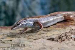 Fünfstreifenskink, Trachylepis quinquetaeniata, gemischt
