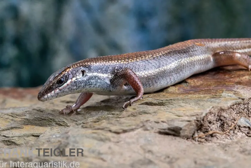Fünfstreifenskink, Trachylepis quinquetaeniata, gemischt