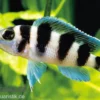 Fünfstreifen-Tanganjikaseebuntbarsch, Neolamprologus tretocephalus, DNZ