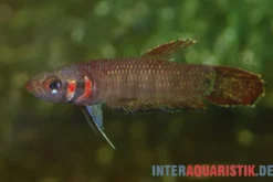 Foerschs Kampffisch, Betta foerschi