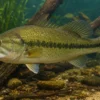 Forellenbarsch, Micropterus salmoides, 10-12 cm (Kaltwasser)