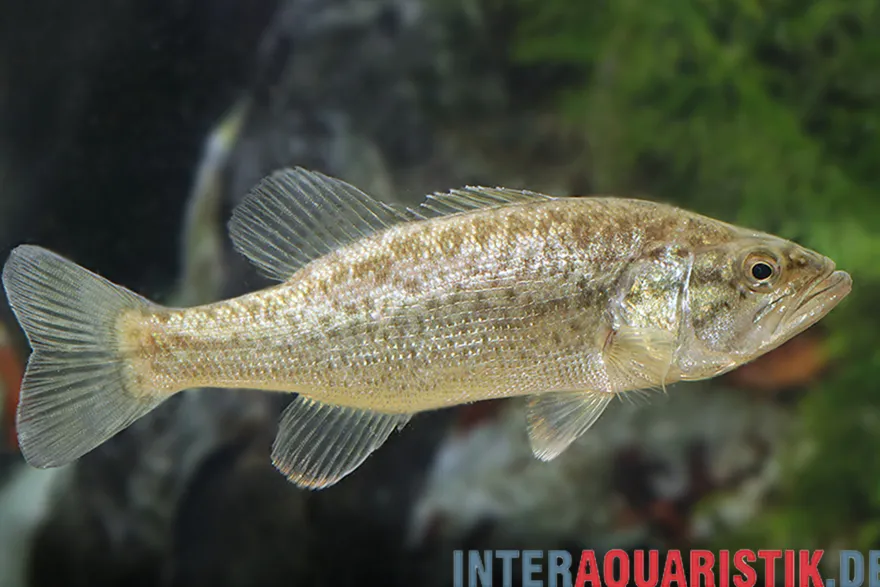 Forellenbarsch, Micropterus salmoides, 10-12 cm (Kaltwasser)