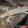 Franseneidechse, Acanthodactylus boskianus