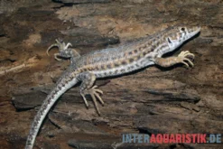 Franseneidechse, Acanthodactylus boskianus