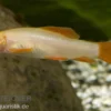 Fransenlipper albino, Epalzeorhynchos frenatum