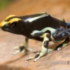 Färberfrosch, Dendrobates tinctorius "Alanis"
